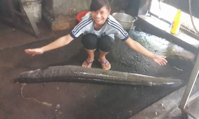 Nông dân Nghệ An bắt được cá Chình 'khủng'