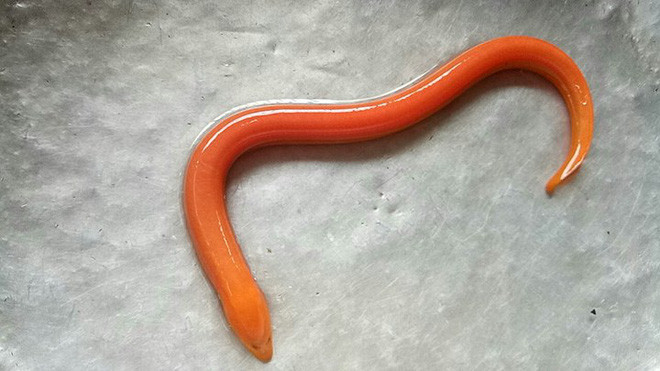 Hà Nội: Bắt được lươn vàng hiếm thấy sau mưa 