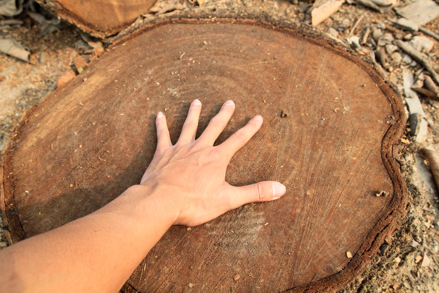 Chặt cây... đòi vỉa hè: Cổ thụ cách đường 10 mét cũng không tha