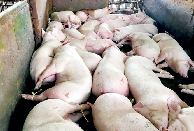 Hà Nội: Kiểm tra, xử lý việc tiêm thuốc an thần vào lợn