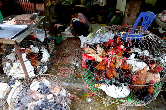 Rợn người vào chợ gà đúng lúc rộ dịch cúm