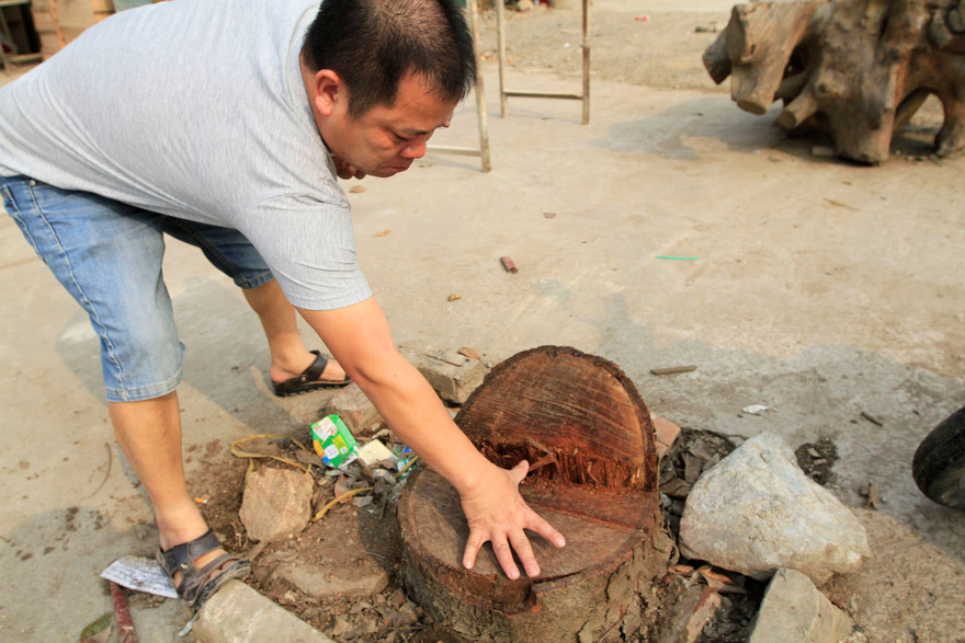 Chặt cây...đòi vỉa hè ở Thạch Thất: Không theo luật lệ nào?