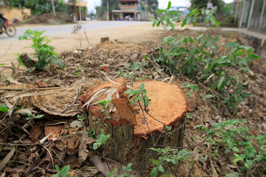 Cây xanh bị chặt hạ ở xã Bình Yên (Thạch Thất). Ảnh: Trường Phong