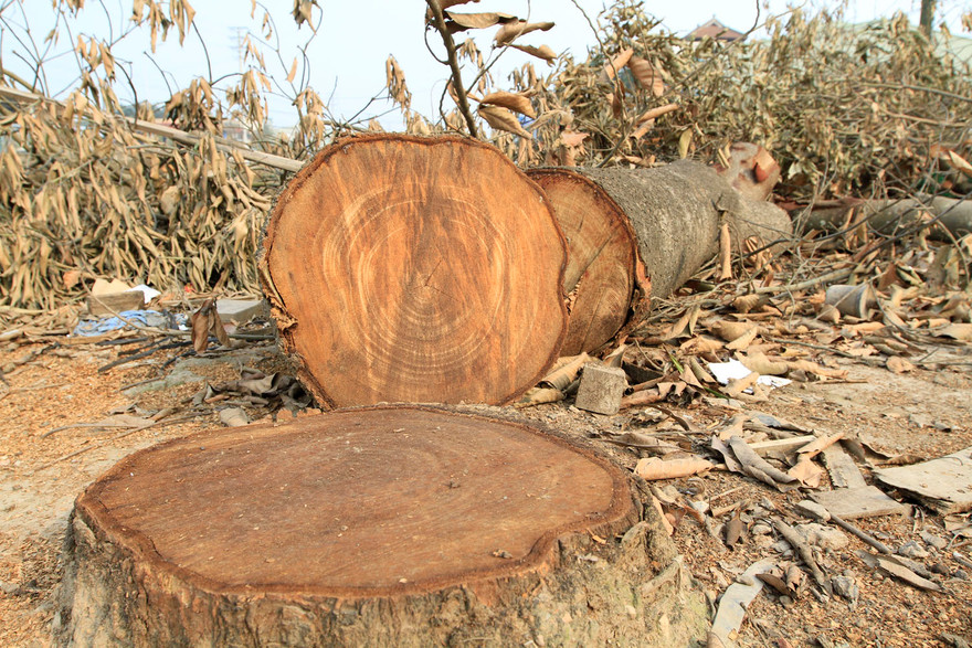 Cây xanh bị chặt bỏ trong chiến dịch đòi lại vỉa hè huyện Thạch Thất. Ảnh: Trường Phong