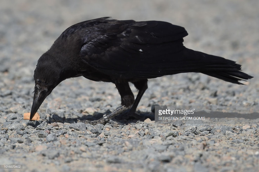 Quạ là loài chim rất thông minh và được sử dụng nhặt rác.