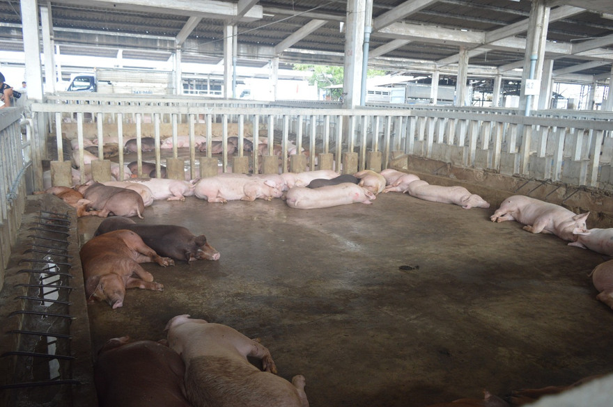 Đàn heo ăn chất cấm nằm li bì.
