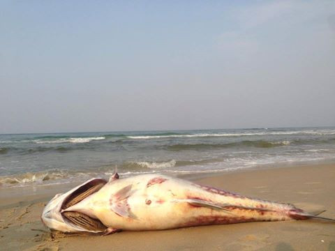 Những viện nào đang phân tích cá chết?