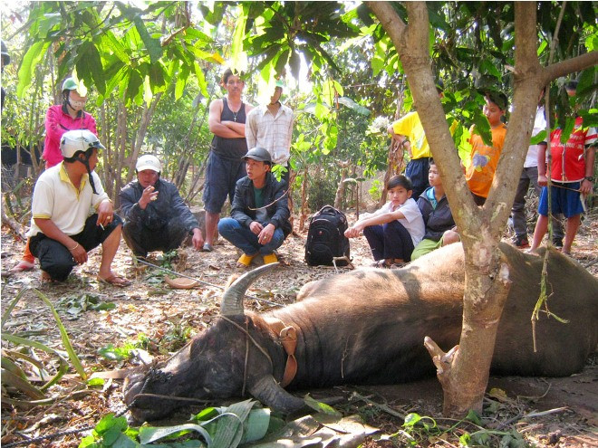  Nhiều người dân hiếu kỳ đến xem trâu điên