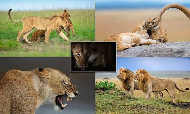Ảnh hiếm về sư tử châu Phi trước bờ vực tuyệt chủng 