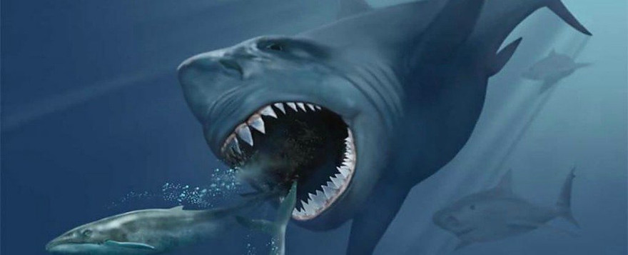 Cá mập lớn nhất thế giới Carcharocles megalodon.