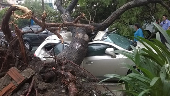 Cây xanh bật gốc đè ô tô vào chiều 28/5
