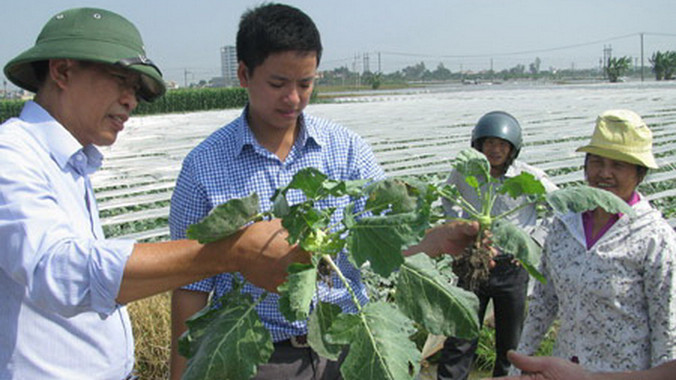 Bác sỹ cây trồng khám bệnh cho cây. Ảnh: Ngọc Huyền