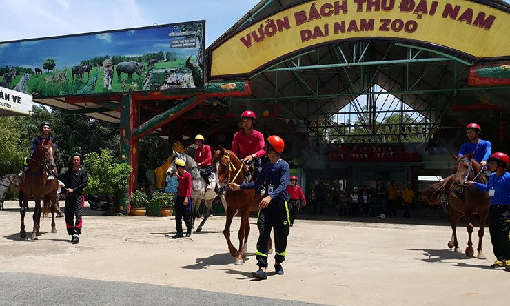 Cty Đại Nam đưa một số giống ngựa từ nước ngoài về nuôi dưỡng để phục vụ việc đua trong tương lai