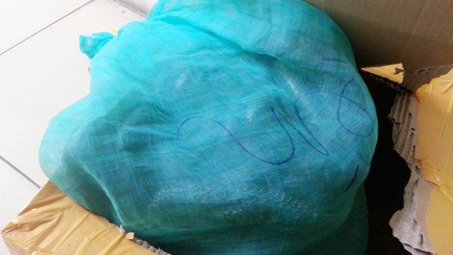 Các cá thể rắn được nhốt trong bao tải