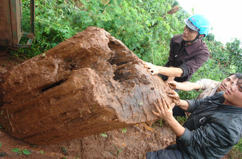 ‘Vương quốc’ cây vô sinh duy nhất thế giới ở Tây Nguyên