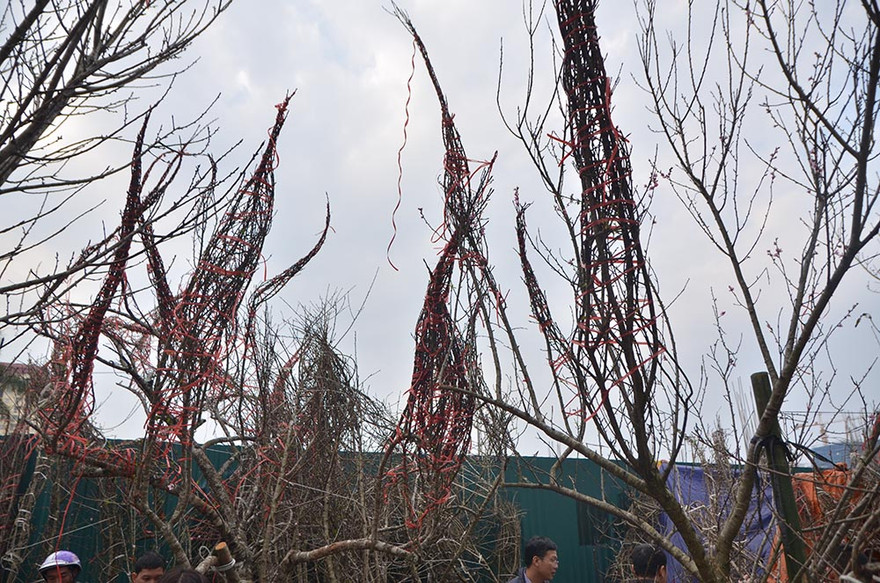 Theo ghi nhận của PV, tại một số tuyến đường như Lạc Long Quân, chợ hoa Quảng An,… xuất hiện nhiều cửa hàng bày bán đào rừng khi Tết Nguyên Đán cận kề.