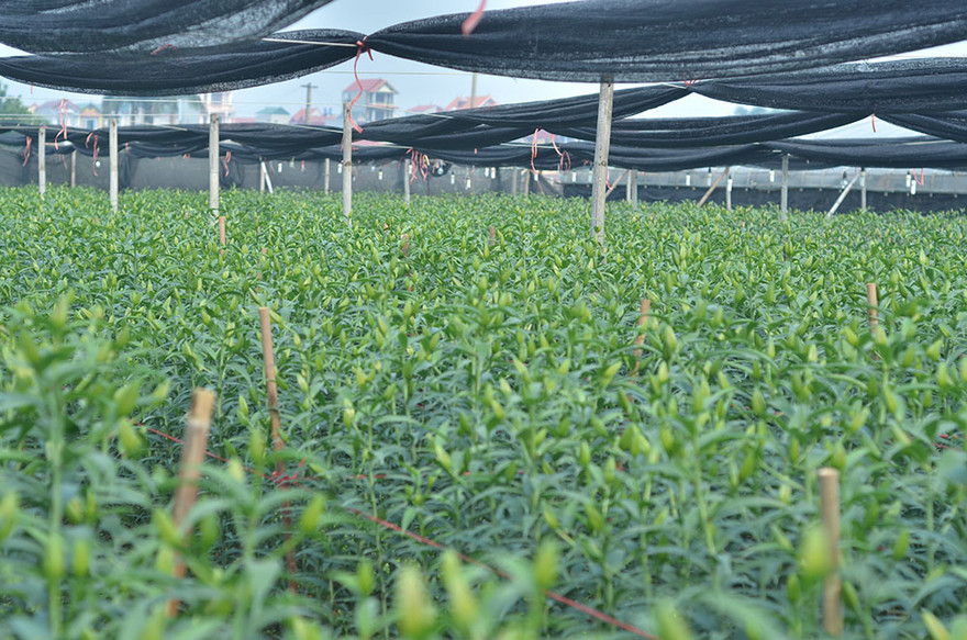 Ghi nhận của PV, ngày 9/2 (tức 24 tháng Chạp) nhiều vườn hoa ly ở Tây Tựu có nụ rất bé có khả năng nở muộn dịp Tết.