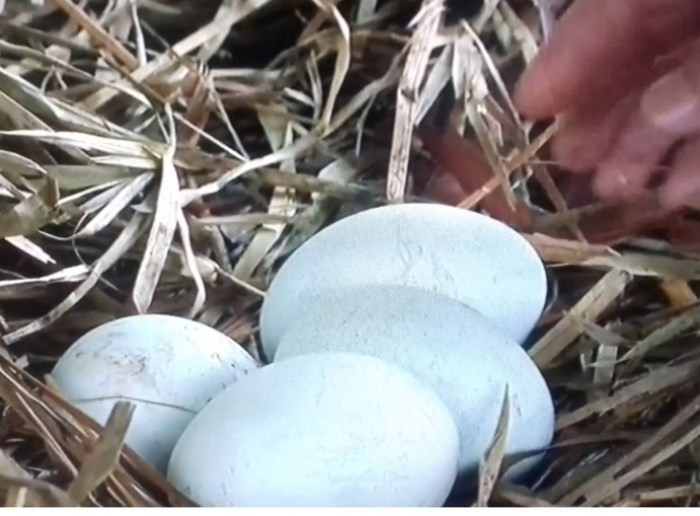 Thiên nga hồ Thiền Quang đẻ trứng