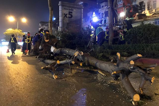 Hà Nội nhổ bỏ hàng trăm cây phượng trong đêm: Cty Công viên cây xanh nói gì?