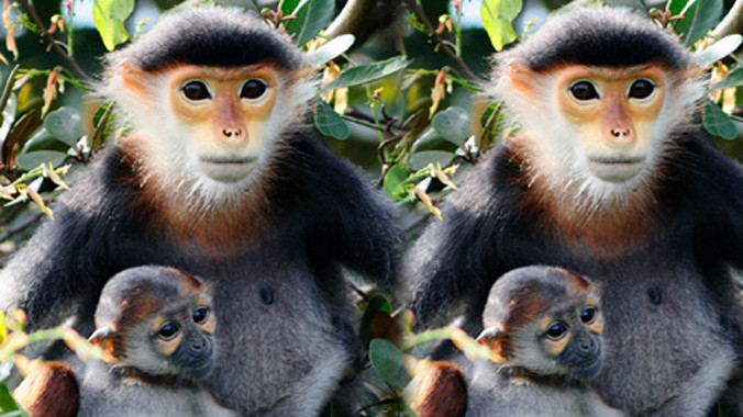 Voọc Chà Vá chân nâu là loài đặc biệt quý hiếm nằm trong sách Đỏ Việt Nam và thế giới. Ảnh: Internet