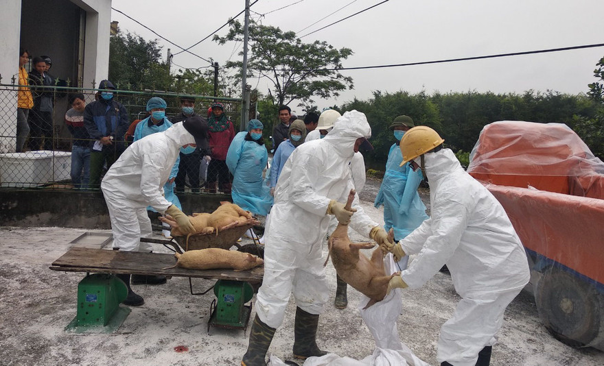 Tiêu huỷ lợn tại điểm nuôi phát hiện dịch.