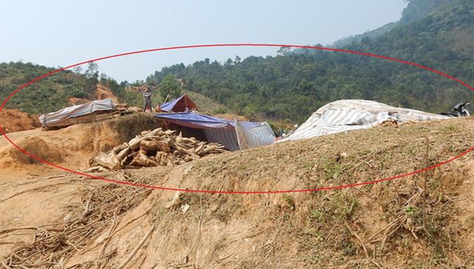 Bãi tập kết gỗ Pơmu sau khi "săn" được.