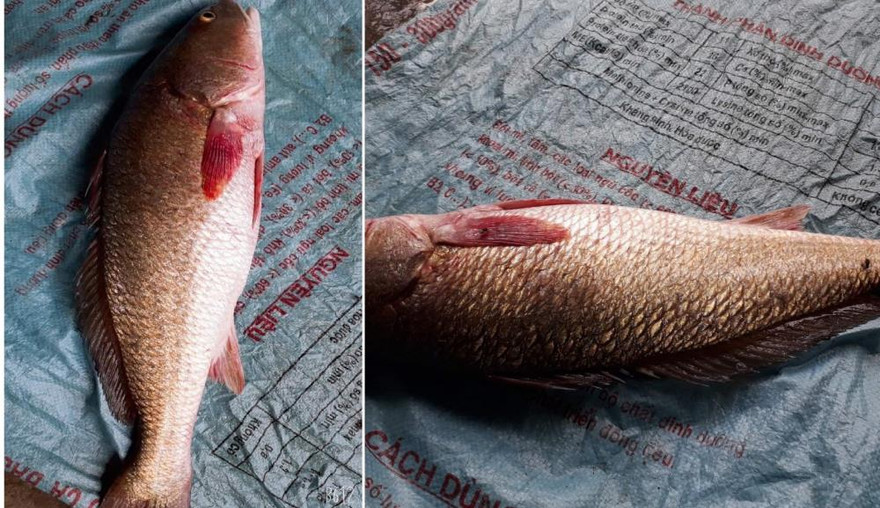 Con cá nghi sủ vàng quý hiếm mắc lưới ngư dân Hà Tĩnh. Ảnh: VTC News