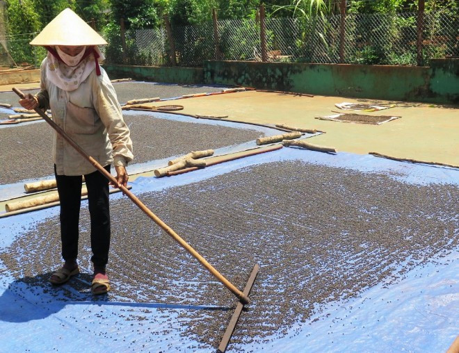 Người dân Bình Phước thu hoạch tiêu