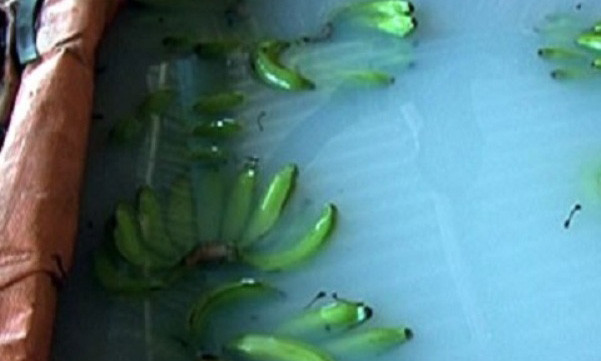 Chuối ngâm chất 2.4 D.