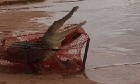 Ngư dân sốc vì cá sấu 2 mét chui vào bẫy cua