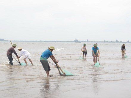 Hoạt động khai thác ngao, vạng của ngư dân huyện Tiền Hải trên vùng bãi triều thuộc xã Nam Phú (Tiền Hải, Thái Bình). Ảnh: Xuân Tiến/TTXVN.