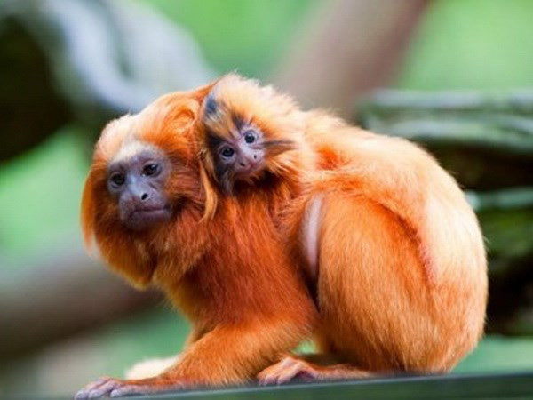 Khỉ vàng sư tử Tamarin là giống rất hiếm, nằm trong danh sách các loài có nguy cơ tuyệt chủng. (Nguồn: AFP) 