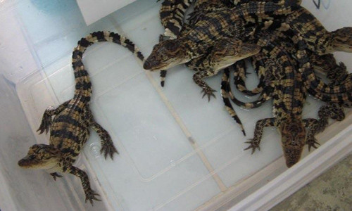 Thương lái Trung Quốc đang tăng mua cả cá sấu giống lẫn cá sấu non khiến giá tăng vọt.