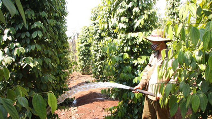 Thương lái Trung Quốc gây rối loạn thị trường hồ tiêu