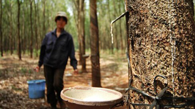 Cao su rớt giá mạnh khiến nhiều doanh nghiệp đầu tư vào cao su lao đao.