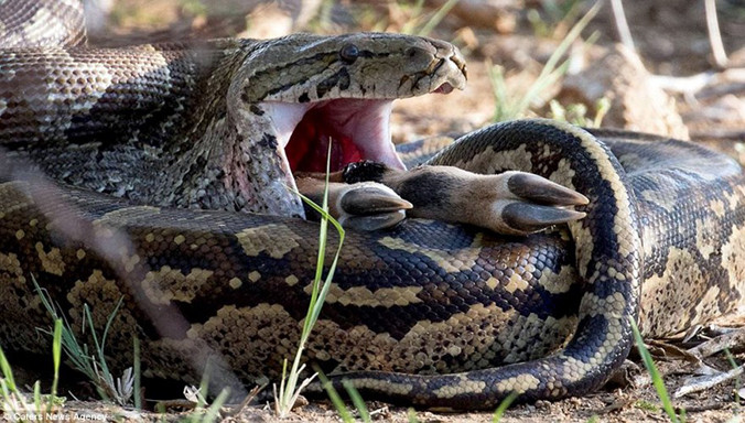 Nhiếp ảnh gia Shelia Grobbelaar ghi lại được cảnh tượng trăn khổng lồ nuốt gọn một con linh dương trong vòng 10 phút.