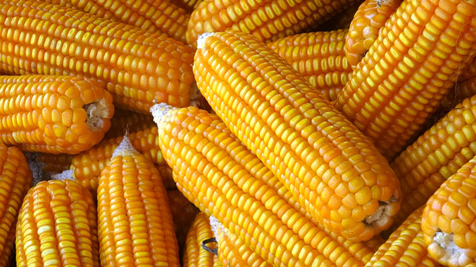 Giống ngô biến đổi gen đầu tiên được phép trồng tại Việt Nam