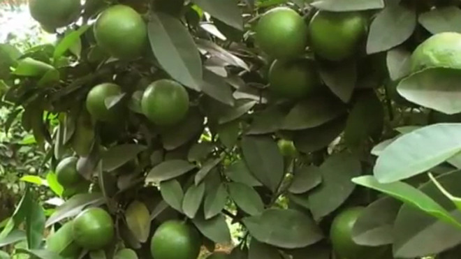 Thu gần nửa tỷ mỗi năm nhờ trồng chanh đào