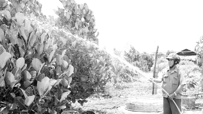 Ông Vũ Trọng Bằng ở khu dân cư Chàng Riệc sử dụng điện bơm nước tưới cho vườn mít cao sản lên xanh tốt. Ảnh: Đại Dương 