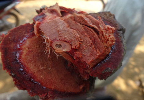 Kỳ bí… 'biệt dược máu người'