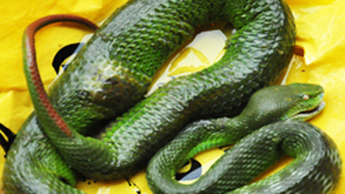 Rắn lục đuôi đỏ do người dân huyện Mộ Đức (Quảng Ngãi) bắt ở gần sát khu dân cư. Ảnh: Trí Tín.