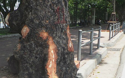 Xà cừ trên đường Lê Duẩn vừa bị đẽo gọt được phát hiện hôm 31/5. Ảnh: Người Đưa Tin