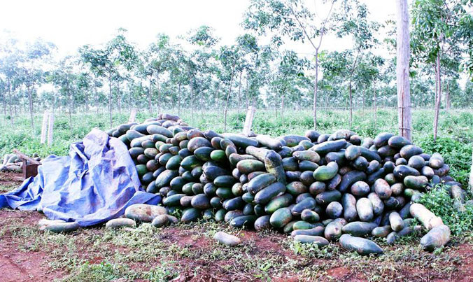 Hàng tấn bí xanh không ai mua để thối ngoài đường.