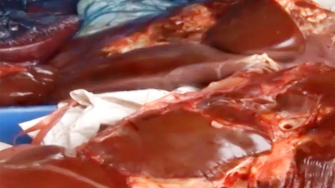 Số nội tạng trâu bò suýt tuồn lên bàn nhậu