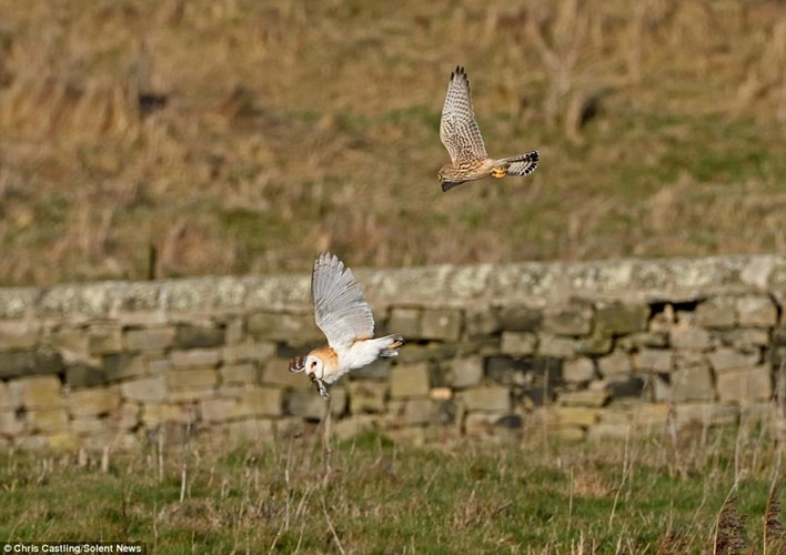 Dường như con chim lợn không để ý thấy chim cắt đang bay đuổi theo để cướp con chuột đồng từ miệng của nó. 
