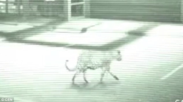 Con báo đi dạo quanh trung tâm mua sắm. (Nguồn: CEN).