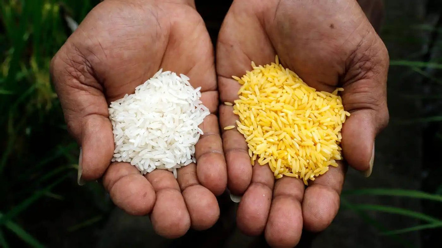 Gạo Vàng (phải) có màu sắc hoàn toàn khác các giống gạo thông thường. (Ảnh: NK)