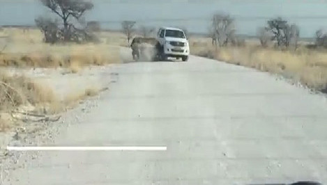 Tê giác điên cuồng tấn công ô tô của du khách