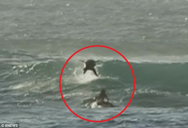 Thời điểm con cá heo sắp đụng trúng người đàn ông.