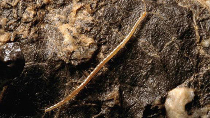 Một con rết Hades. Ảnh: Livescience.